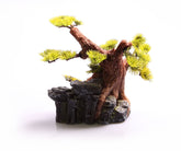 Bonsai Small